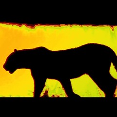 Jungle Anthem