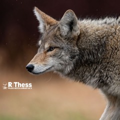 Λύκοι στη Θεσσαλονίκη - Τι λένε οι δήμαρχοι στο Ράδιο Θεσσαλονίκη 94,5 fm