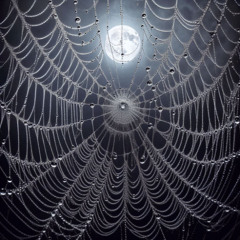 Web of Mystery