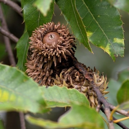 ksvedati: β (2023) for perpared string quartet