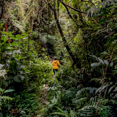 300525 / Listen Fauna / Nicole en el Bosque Maestro / Tierra de Bosques