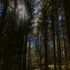 wandering barefoot in the forest - trippy mix