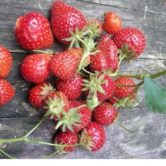 Summerfruit (Kalimba Kitchen Challenge)
