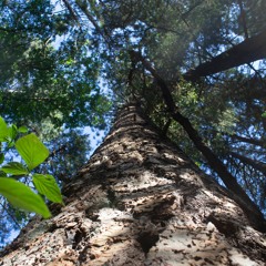 Regrounding