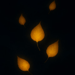 Golden Leaves