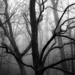 wha hap「p. bucciuncommon」