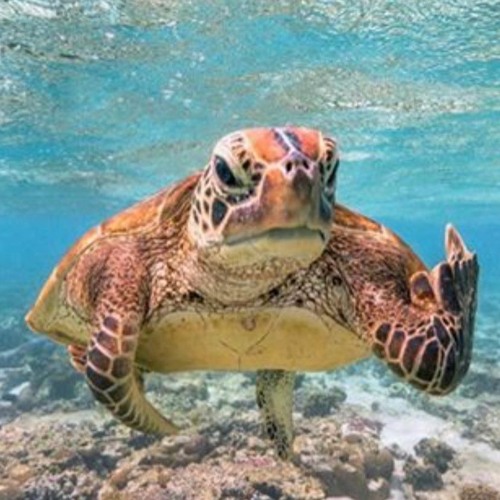 british cycling roller sessions