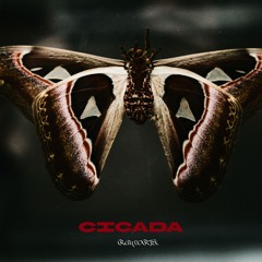 Cicada