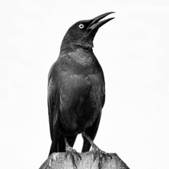 ENchantement-Jules.Rnp