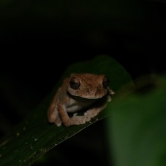 Night in the jungles of Costa Rica