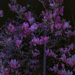 tears & magnolia