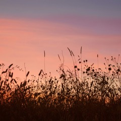 Sweet Old World (Cover)