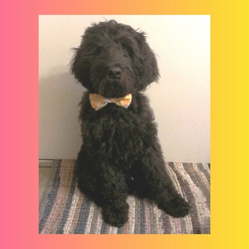 The 100 Dolla Paean of Obi (Silk Young, Smoakland, ZP大王, Lambda)