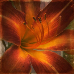 Double Wide - Gabriella Rose (FIXED) [Cover Demo]