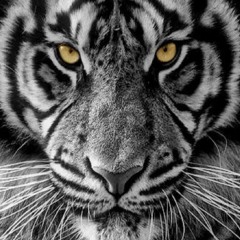 வெற்றி-நமதே-(victory-is-ours)