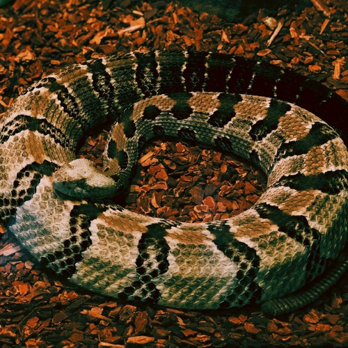 Magic Snake Oil Charmer