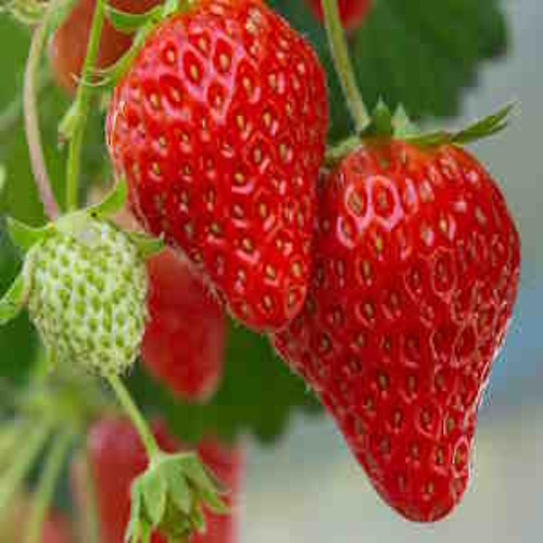 Strawberry harvest update with Wilkin & Sons Tiptree jam Farm Manager, Andrey Ivanov