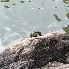 Song For 15 Sec Vid2