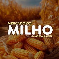 Safrinha de milho 2025 será impactada por atraso na soja?