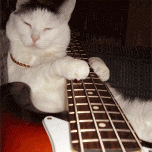 Кот играет на гитаре
