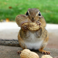 недоволен (prod 3xs)