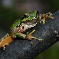 pacific tree frogs mating