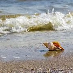 The only shell