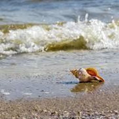 The only shell
