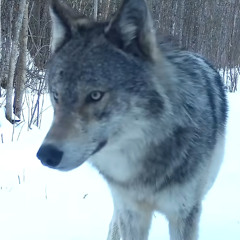 It looks like they found us!