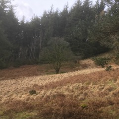Hares On The Mountain - Shirley Collins version