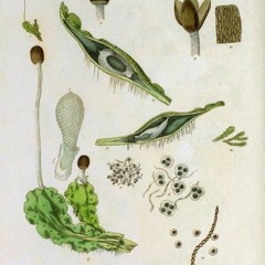 HK_Fantaisies_tracks_300