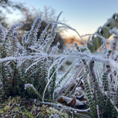 ice melting on electricity wires