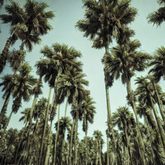 palm trees // onlytoro x warlxrdd