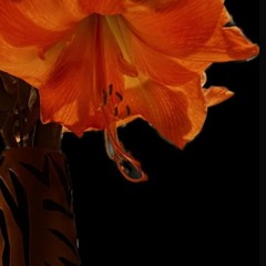 Wish — The Whole World On One Ship, What Could Be Better