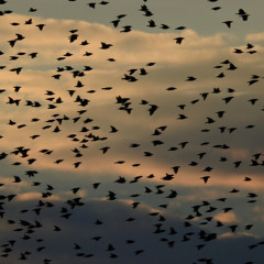 Starling