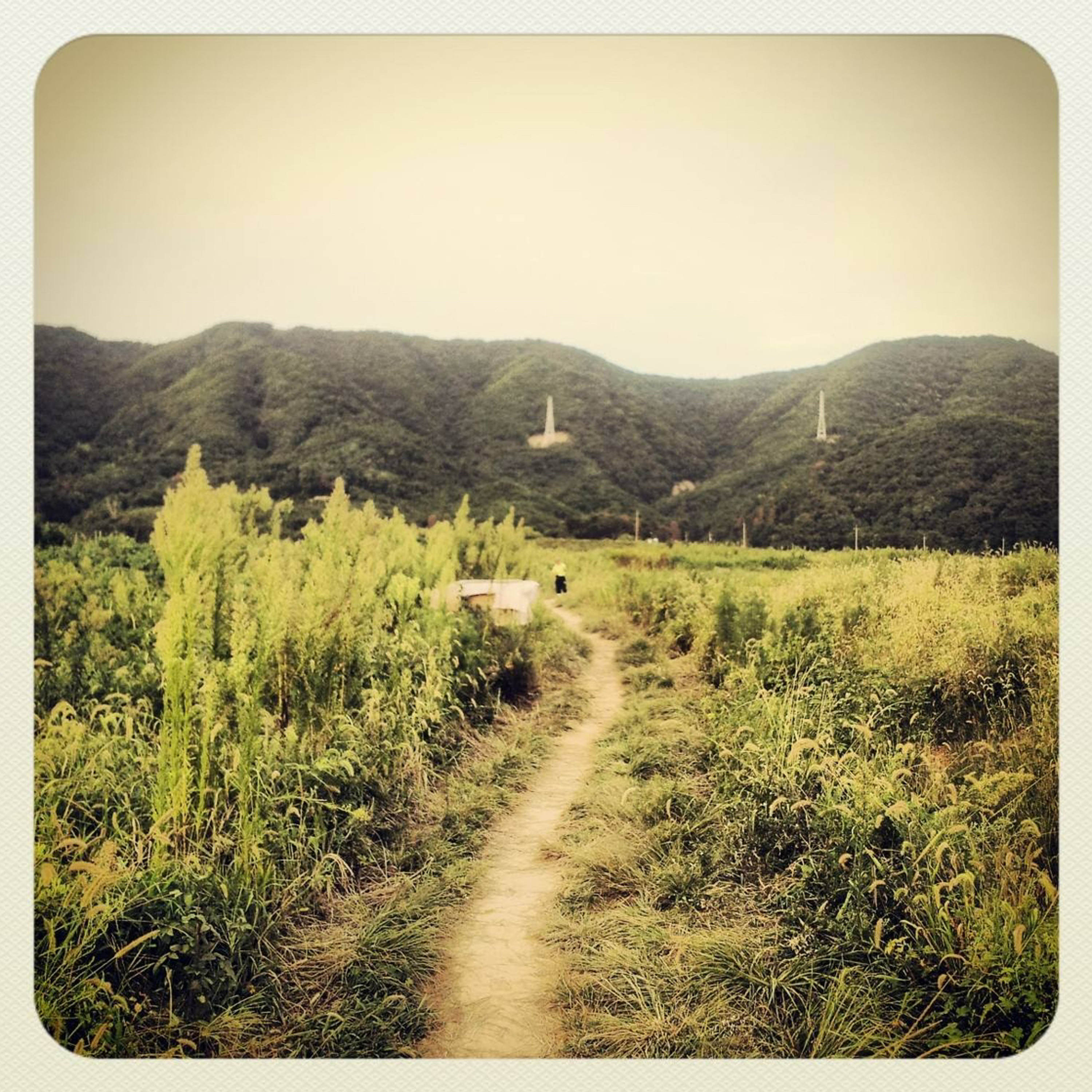 The Path is Overgrown episode artwork