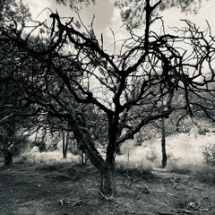 Moldetek - Regret