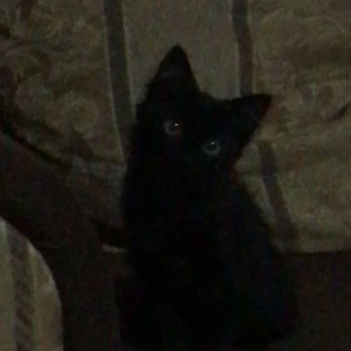 cupsize - чёрная посуда