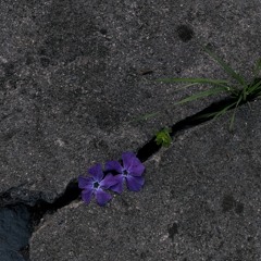 남은 향기