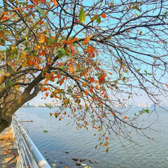 Vùng trời bình yên - Ca Si Đình Bảo mp3