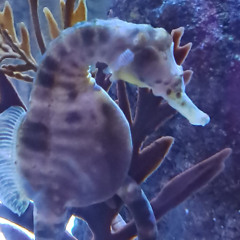 Platinum Psy - MarstekkMassi