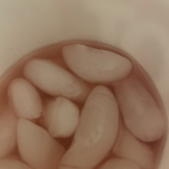 Try Again Prod BloomCrzy