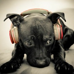 Mandibula @ 4Paws Charity Stream 18 12 21