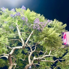 坂本真綾 約束はいらない