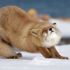 The Tired Fox