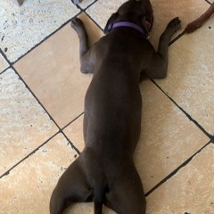 Viavl3 x protagonist.wav