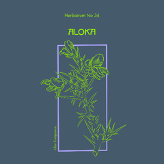Herbarium No 034 - Aloka - Ulex Europaeus