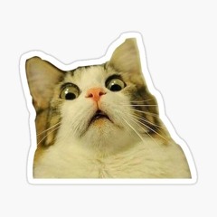 Scared The Cat - 2FVC3