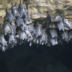 Gillette @ Bat Rave In The Bat Cave