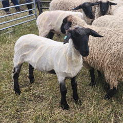Showcasing the Ancient Tradition of Sheep Shearing